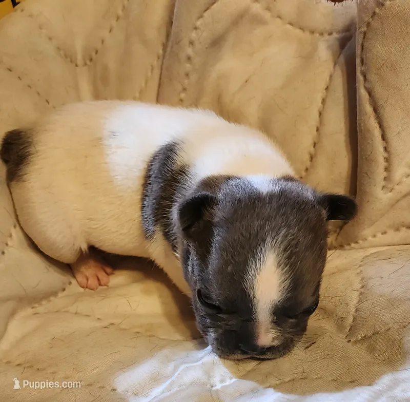 Pepper/White & Blue/FULL AKC registered  – French Bulldog puppy for sale in Phoenix, AZ