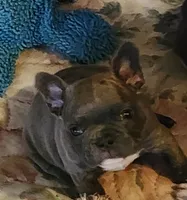 Paige/HOLD , a female French Bulldog for sale in Phoenix, AZ – 2 of 4