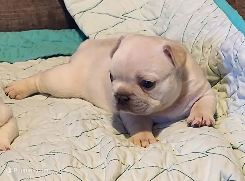 Ona/Cream/FULL AKC REGISTRATION  – French Bulldog puppy for sale in Phoenix, AZ