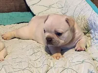 Ona/Cream/FULL AKC REGISTRATION , a male French Bulldog for sale in Phoenix, AZ – 1 of 6
