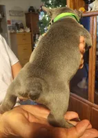 Ryder-green collar, a male French Bulldog for sale in Phoenix, AZ – 2 of 4