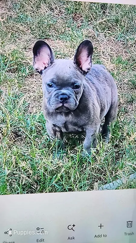 Rose – French Bulldog puppy for sale in Phoenix, AZ