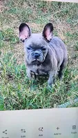 Rose, a female French Bulldog for sale in Phoenix, AZ – 1 of 8