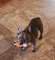 Rose, a female French Bulldog for sale in Phoenix, AZ – 6 of 8