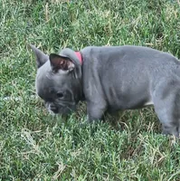 Rose, a female French Bulldog for sale in Phoenix, AZ – 2 of 8