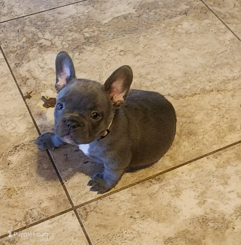 Riley-light pink collar – French Bulldog puppy for sale in Phoenix, AZ
