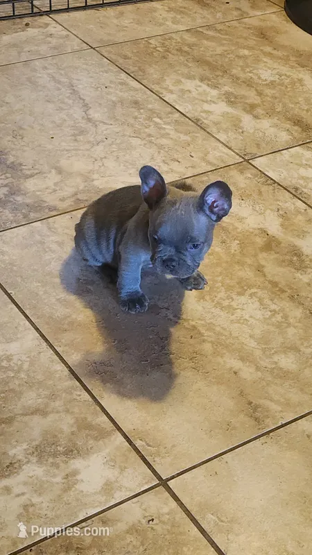 Reese-red collar – French Bulldog puppy for sale in Phoenix, AZ