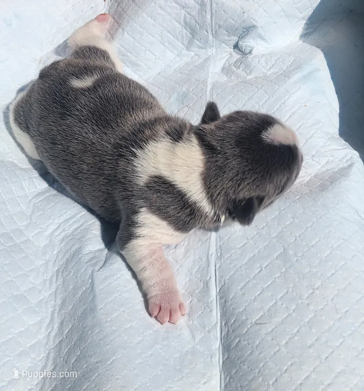 Piper/FULL AKC Registration  – French Bulldog puppy for sale in Phoenix, AZ
