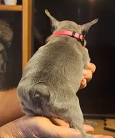 Rose-pink collar , a female French Bulldog for sale in Phoenix, AZ – 2 of 4