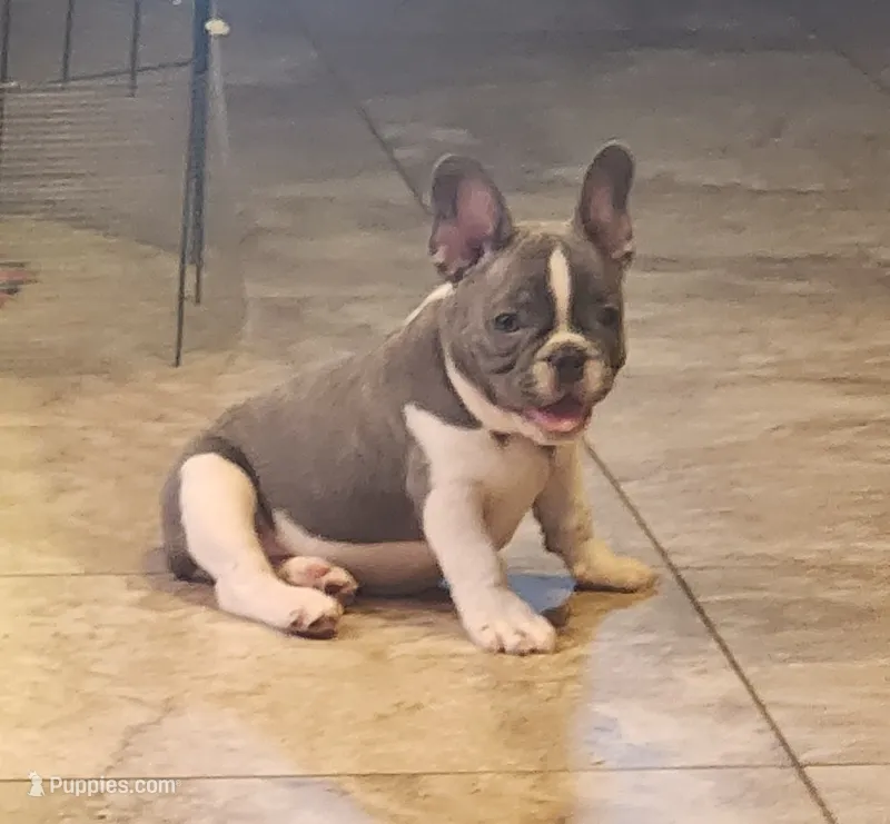 Piper/AKC FULL registration  – French Bulldog puppy for sale in Phoenix, AZ