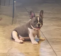 Piper/AKC FULL registration , a male French Bulldog for sale in Phoenix, AZ – 1 of 5