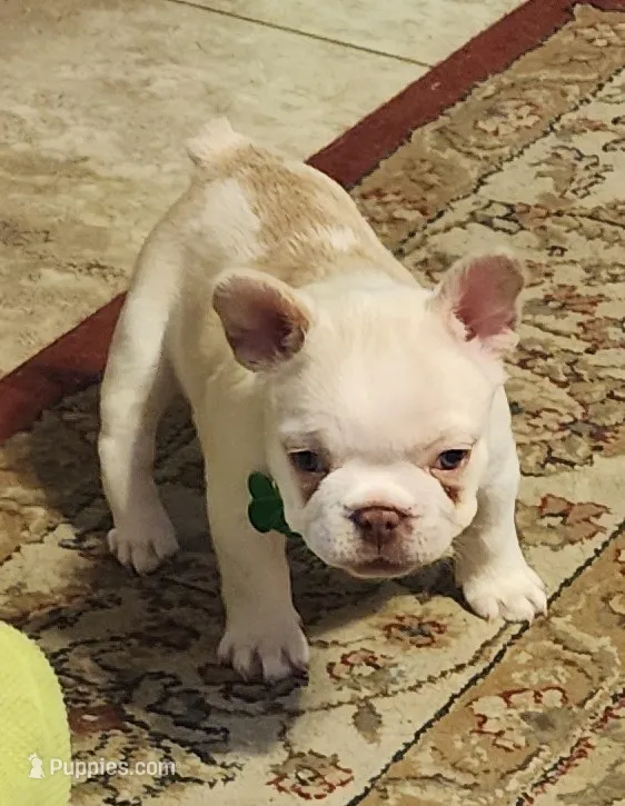 Opal/FULL AKC REGISTRATION , a female French Bulldog for sale in Phoenix, AZ – 1 of 3