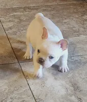Ona/Cream/FULL AKC REGISTRATION , a female French Bulldog for sale in Phoenix, AZ – 1 of 2