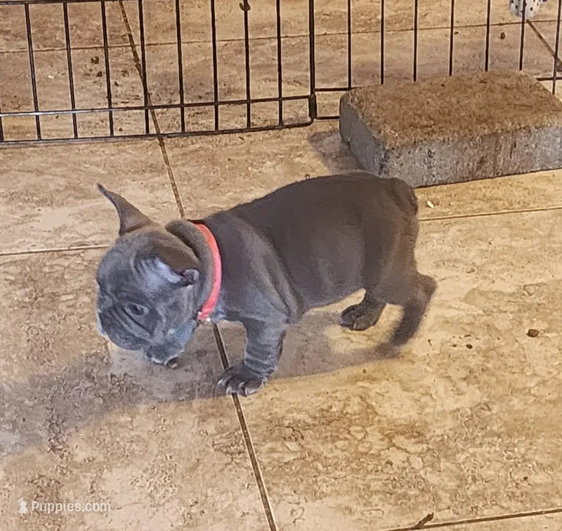 Rose-pink collar  – French Bulldog puppy for sale in Phoenix, AZ