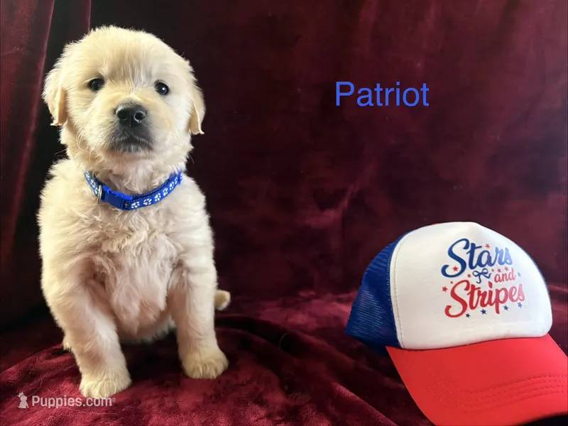 Patriot – English Cream Golden Retriever puppy for sale in Rocky Mount, NC