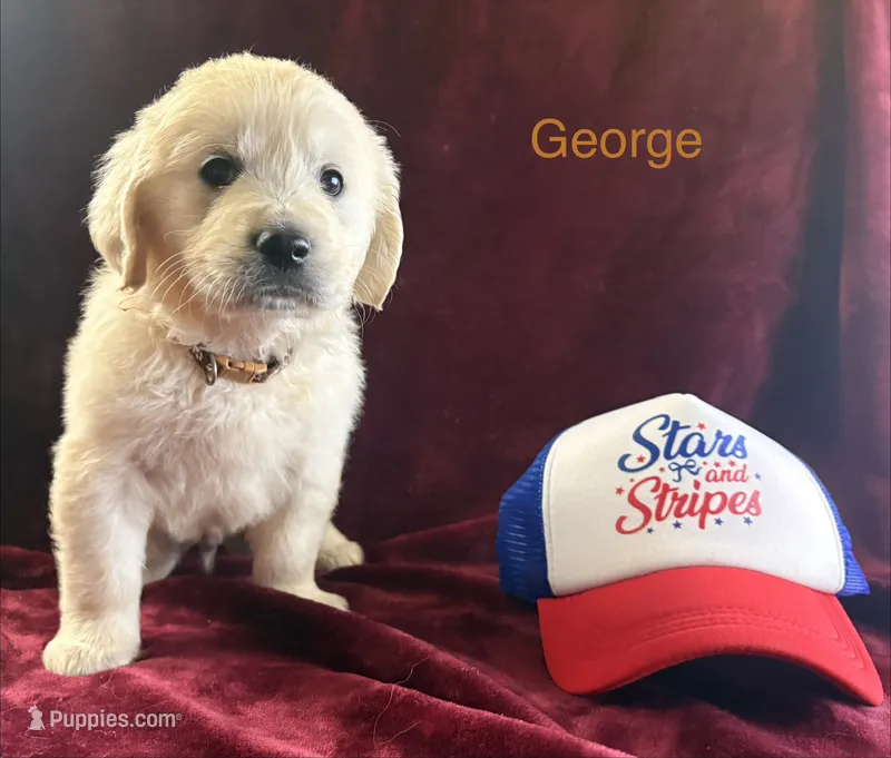 George – English Cream Golden Retriever puppy for sale in Rocky Mount, NC