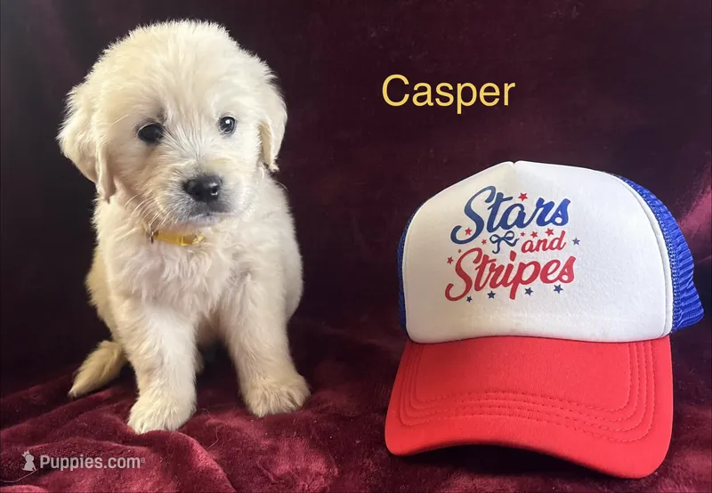 Casper – English Cream Golden Retriever puppy for sale in Rocky Mount, NC