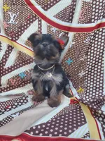 Coco, a female Yorkshire Terrier for sale in Denver, CO – Photo 4 of 5