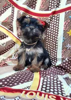 Coco, a female Yorkshire Terrier for sale in Denver, CO – Photo 2 of 5