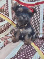 Coco, a female Yorkshire Terrier for sale in Denver, CO – Photo 5 of 5