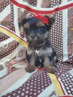 Coco, a female Yorkshire Terrier for sale in Denver, CO – Photo 3 of 5