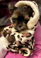 Micro Bubbas, a male Yorkshire Terrier for sale in Denver, CO – Photo 2 of 2