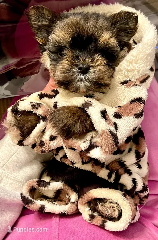 Micro Bubbas – Yorkshire Terrier puppy for sale in Denver, CO