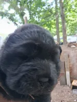Shade, a male Chow Chow for sale in Richmond, VA – 1 of 1