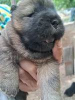 Smokey, a male Chow Chow for sale in Richmond, VA – 3 of 3