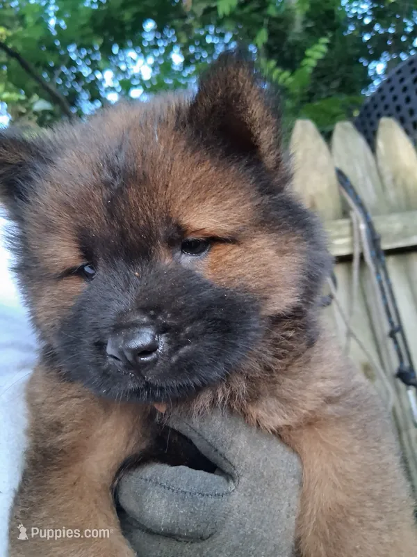 Bear – Chow Chow puppy for sale in Richmond, VA