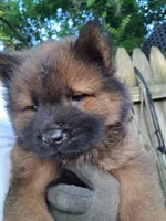 Bear, a male Chow Chow for sale in Richmond, VA – 1 of 3