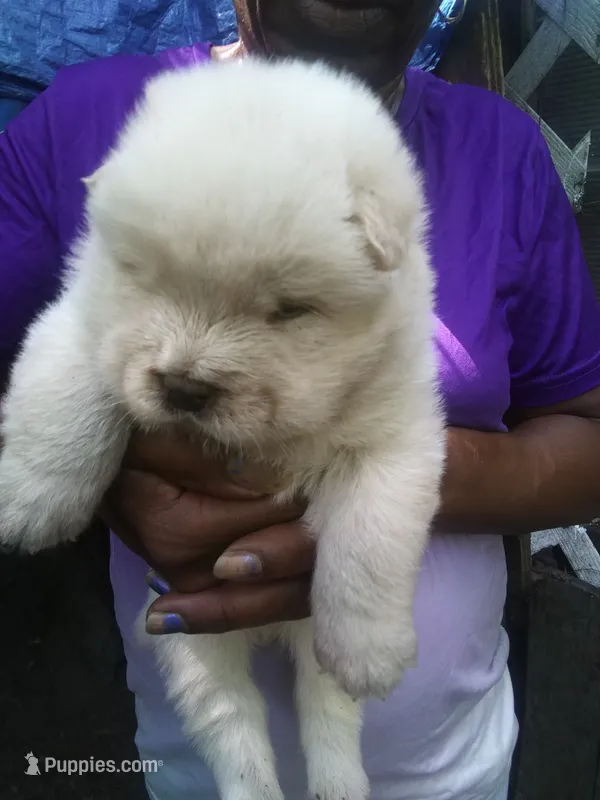 C boy – Chow Chow puppy for sale in Richmond, VA