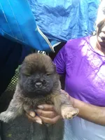 Smokey, a male Chow Chow for sale in Richmond, VA – 2 of 3