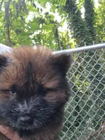 Bear, a male Chow Chow for sale in Richmond, VA – 3 of 3