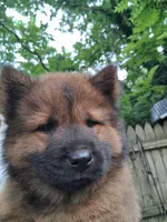 Bear, a male Chow Chow for sale in Richmond, VA – 2 of 3