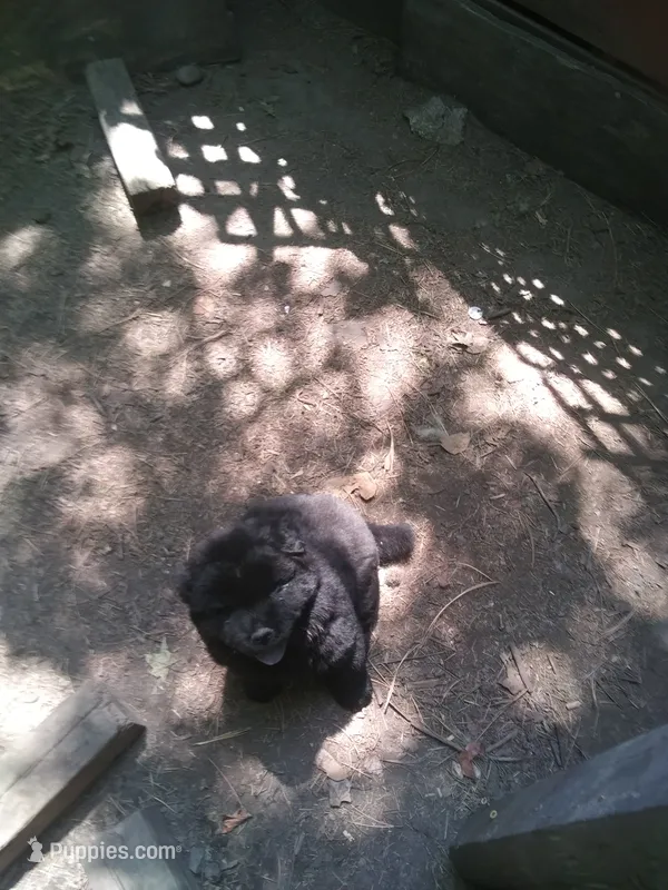 Shadow – Chow Chow puppy for sale in Richmond, VA
