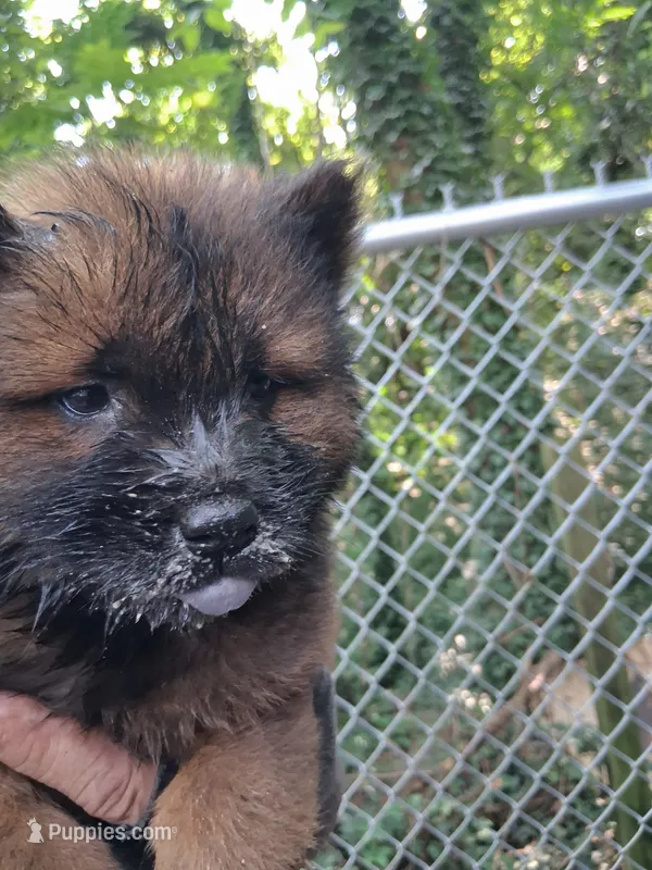 Bear – Chow Chow puppy for sale in Richmond, VA