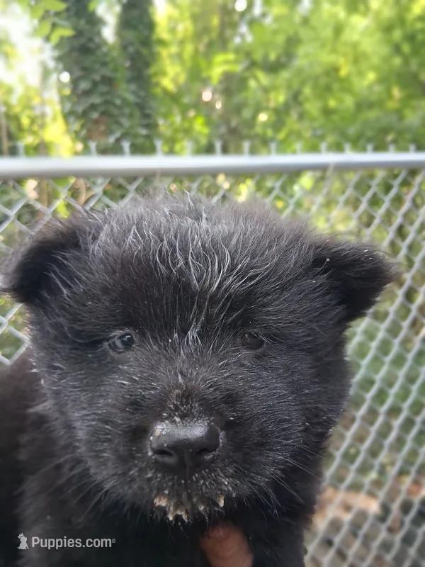 Mid night – Chow Chow puppy for sale in Richmond, VA
