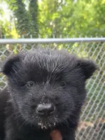 Mid night, a male Chow Chow for sale in Richmond, VA – 1 of 1
