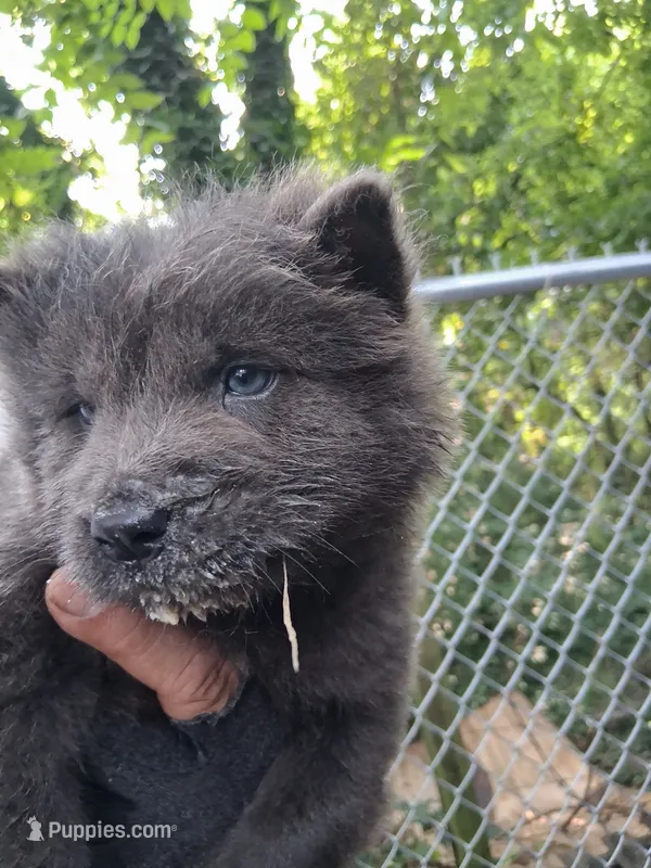 Cloudy – Chow Chow puppy for sale in Richmond, VA
