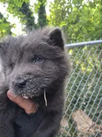 Cloudy, a male Chow Chow for sale in Richmond, VA – 1 of 2
