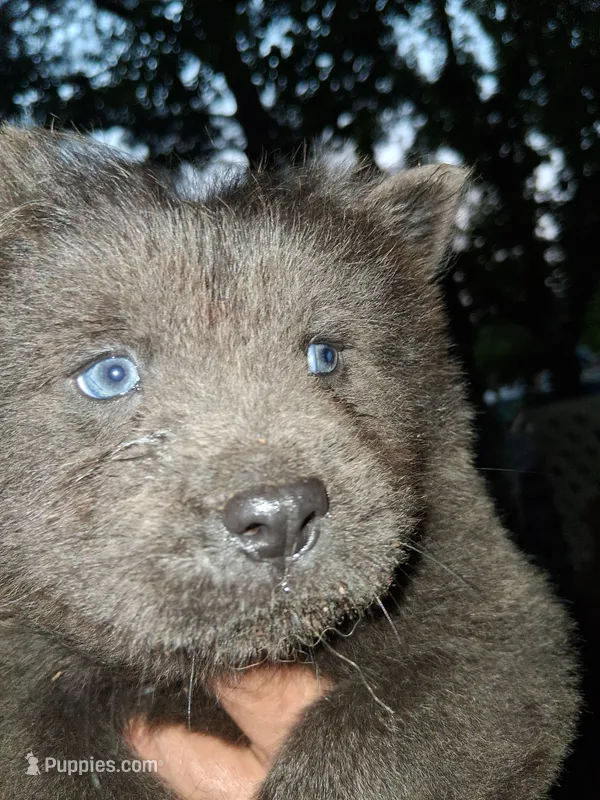 Drizzel – Chow Chow puppy for sale in Richmond, VA