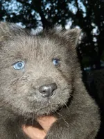 Cloudy, a male Chow Chow for sale in Richmond, VA – 2 of 2