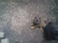Bear, a male Chow Chow for sale in Richmond, VA – 2 of 3
