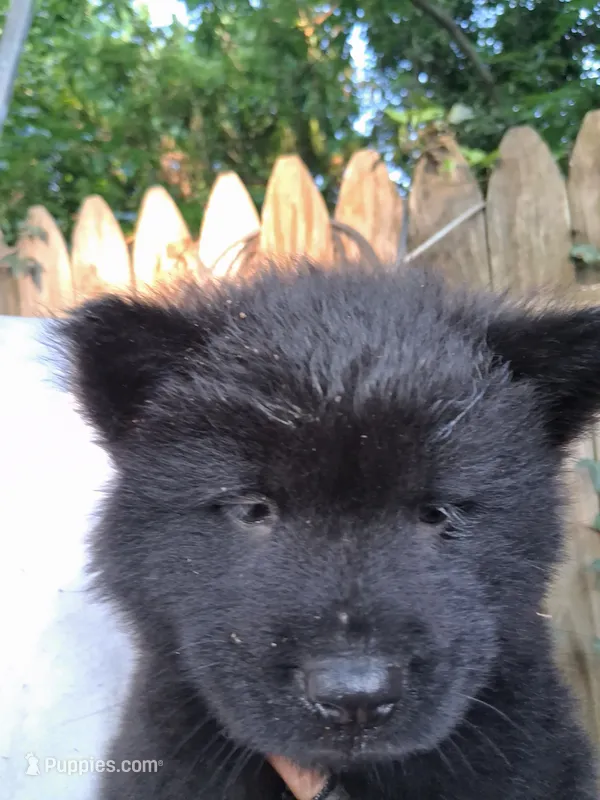 Mid night – Chow Chow puppy for sale in Richmond, VA
