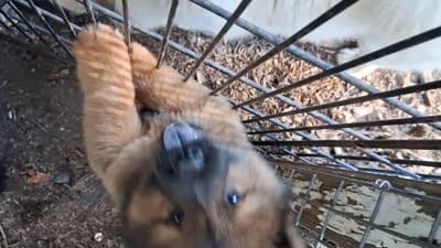 Bear, a male Chow Chow for sale in Richmond, VA – 3 of 3