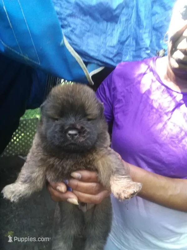 Smokey – Chow Chow puppy for sale in Richmond, VA