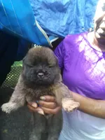 Smokey, a male Chow Chow for sale in Richmond, VA – 1 of 3