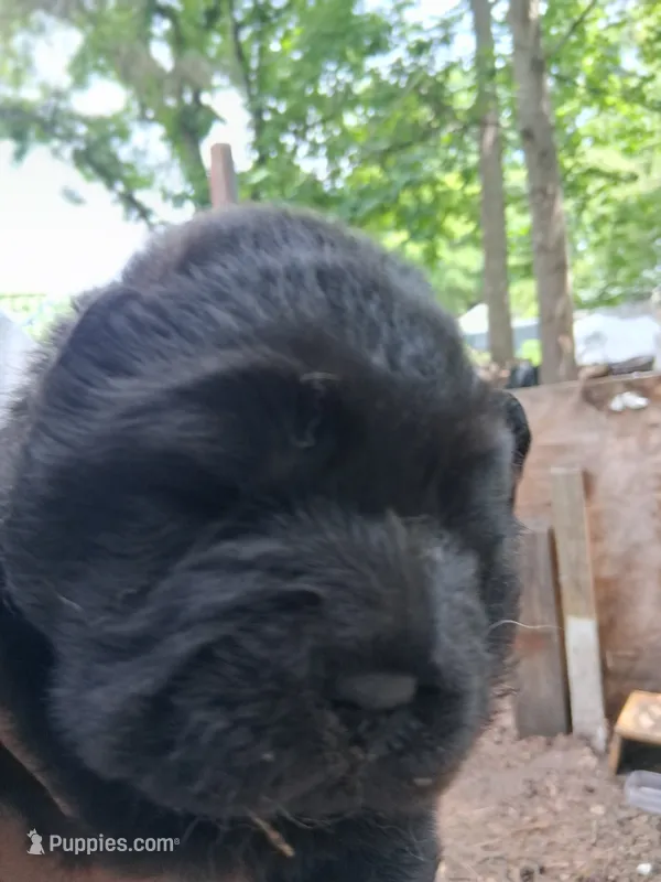 Shadow – Chow Chow puppy for sale in Richmond, VA