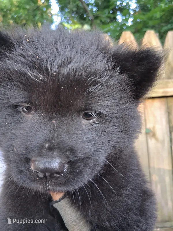 Mid night – Chow Chow puppy for sale in Richmond, VA